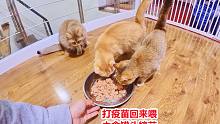 小猫打疫苗回来精力旺盛继续摔跤，开主食罐头犒劳，被几只猫嫌弃