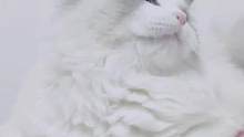 这波把自己玩哭了QAQ   