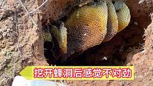 小何挖开土蜂蜜，感觉不对劲，隔壁一个洞的蜜蜂为啥还正常出入