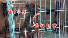福利小狗发往新家，这一路都是送别，但愿有缘还能见到它！