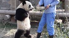为了这件事，大熊猫居然学会了直立行走？！