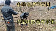 冬季修剪苹果树很关键，培养树形，达到通风透光到连续丰产目的