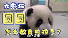 大熊猫圆圆的育儿之道(中国台湾省台北市立动物园 2014)