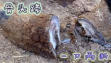 比骨头还硬的蹄子，同样一刀两断，铲出血泡需不需要上点药？