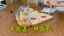做一只脾气太好的小猫咪有多卑微？喵：妈妈，可以开饭了不？
