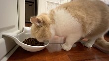 miamiamia｜小猪咪的沉浸式吃播