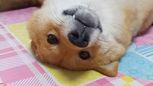 三宝：怎么？羡慕我的柔韧度？？