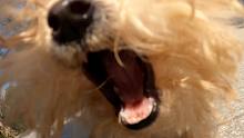 【 恶 犬 袭 击 人 事 件 】