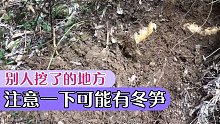 挖冬笋经验捡漏法，别人挖过的地方很可能有冬笋