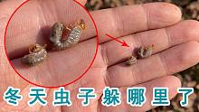 冬天虫子都躲去哪里了？歪叔带你去寻找冬日里的虫子！