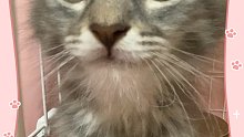 #猫邪##缅因猫#介绍一下 二儿子 名叫