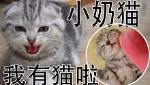【姚子vlog】-超黏人的小奶猫 终于有猫可以吸了