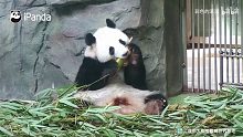 这么拼命的啃竹子，是不是得多加钱啊？
