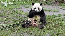 熊猫吃竹子你能看多久？