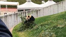 熊猫：我疯起来没人能拦得住
