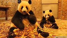 熊猫示范如何用竹笋壳把自己埋起来