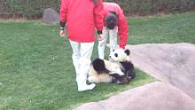 熊猫之所以那么嚣张，都是饲养员给惯的