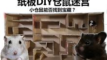 在家可以无聊到什么程度？我和妹妹做了一个超大的迷宫，小仓鼠是否可以走得出去呢~
