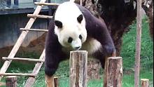 熊猫苦练“梅花桩”，总有一天学成归来名扬天下