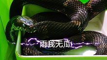 听说雷雨天气蛇类会变狂躁？真实情况又是怎么样的呢？