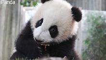 我怎么感觉熊猫吃叶子比吃竹笋还萌呢？