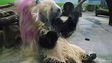 猪喜欢滚泥水，熊猫喜欢滚木屑