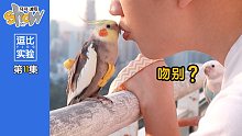 情侣假装吵架，鹦鹉看会有什么反应！