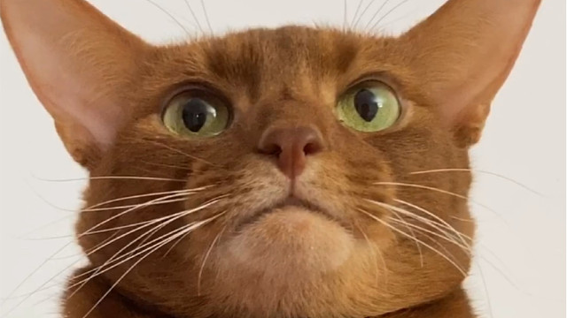 咏春张铁军讨教!