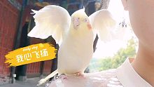 带鹦鹉出去逛公园，看把它高兴得，就差笑出声了