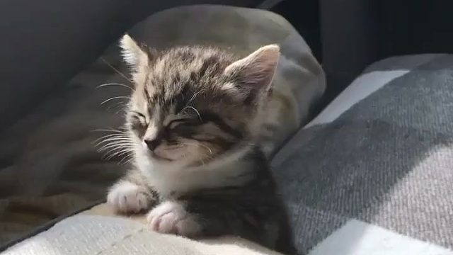 奶萌猫咪打瞌睡,像不像上课犯困的你?