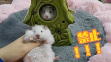 【金丝熊】绝对不可以同时rua两只仓鼠！！！否则后果不堪设想！！！