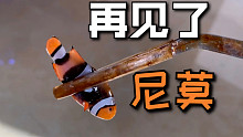 近期海缸糟心事大汇总，感觉不会再爱了