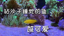 超可爱的海水鱼，睡觉钻沙子，害羞钻沙子，不开心也钻沙子
