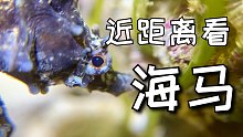 你肯定没有这么近距离看过海马吧