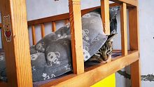 狸花猫钢镚抢占大黄的窝，还挑衅小黄大战。