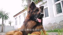 #vlog#【德国牧羊犬】战风被新的家庭领养了，我现在没钱养你们了，在新家过好每一天吧！