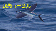 会飞的鱼，不是在水里被大鱼吃掉，就是在空中被海鸟吃掉