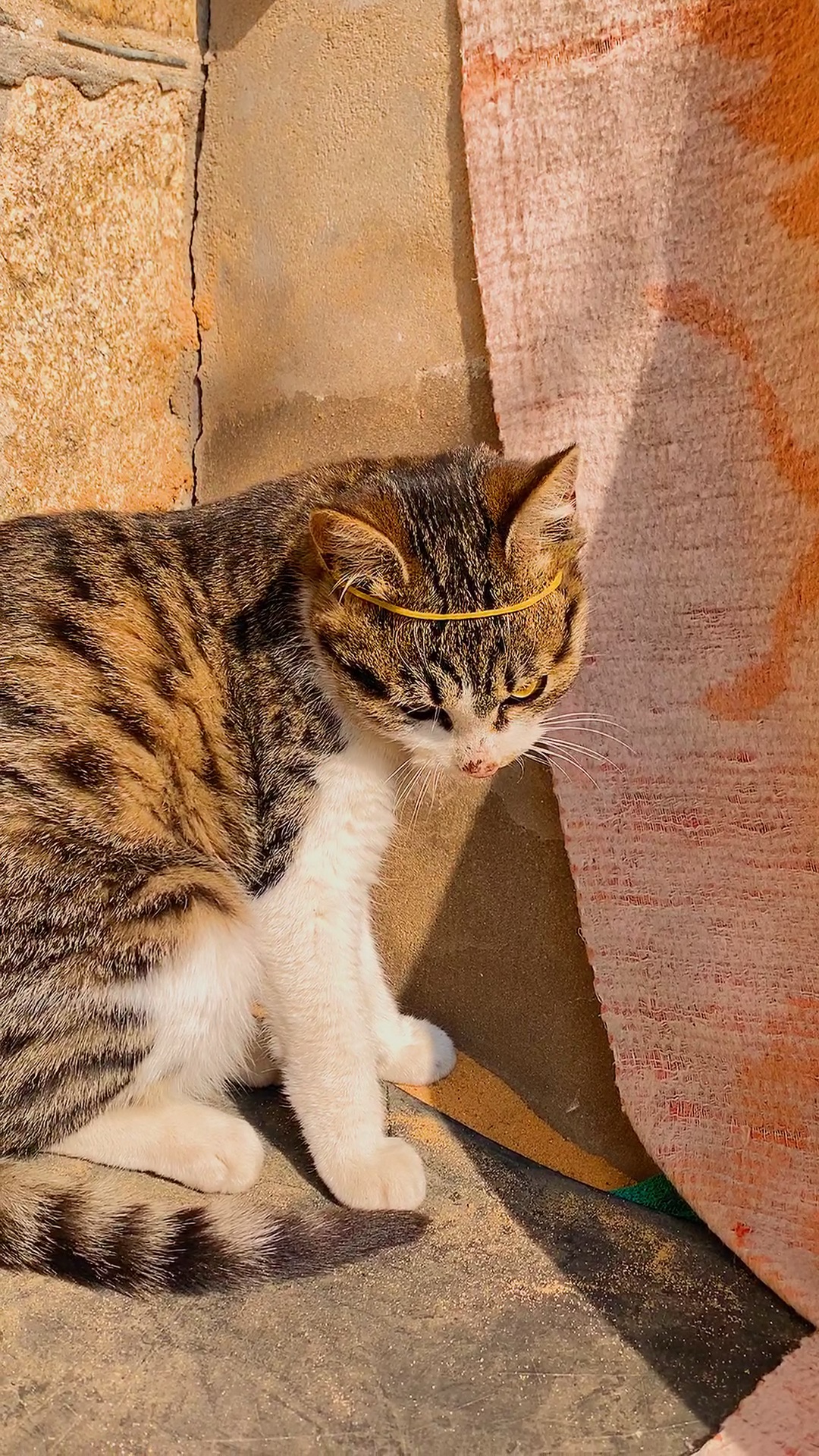 猫戴紧箍咒壁纸图片