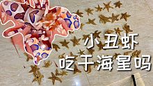 这虾听说只吃活海星，我偏要买点干海星来试试