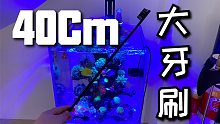 看我平时怎么打理鱼缸，买个大牙刷捅就完事了