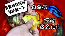 海水鱼白点病还有这种治疗方法？看得我一愣一愣的！