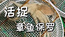 抓了一只大章鱼，就活了一晚上？