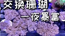 拿了几个珊瑚去跟鱼友换了一大堆回来，发了！