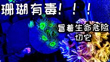 切割有毒的珊瑚繁殖，一刀下去赚五块，值不值