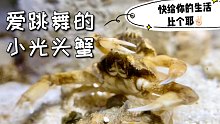 你见过会蹦迪的小螃蟹吗？！还会伸手跟我要吃的！
