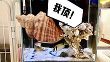 一个小海螺竟然顶着比它重几百倍的石头爬了这么远！