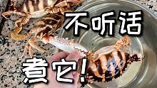 买了三只大螃蟹一回来就打架，煮它！