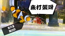 解答网友疑问，缸霸小丑鱼会攻击火焰虾吗！