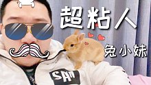 【侏儒兔】你见过这么粘人的兔子吗，被人摸摸会上瘾