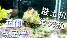 【海缸】还有人记得这只小寄居蟹不，好久不见了它又长大了
